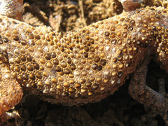 Pachydactylus capensis