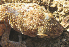 Pachydactylus capensis
