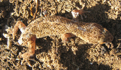 Pachydactylus capensis