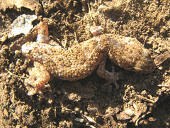 Pachydactylus capensis