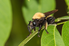 Laphria macquarti
