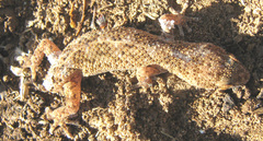 Pachydactylus capensis