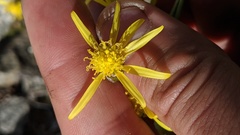 Senecio elmeri