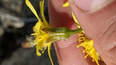 Senecio elmeri