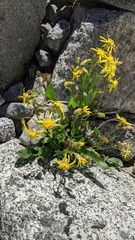 Senecio elmeri