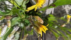 Senecio elmeri