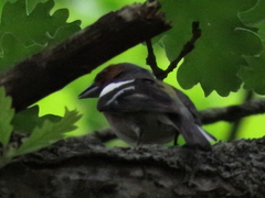 Fringilla coelebs