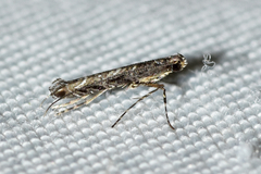 Neurobathra strigifinitella
