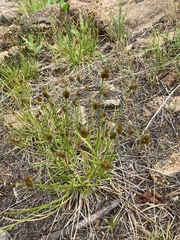 Carex athrostachya