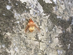 Goniops chrysocoma
