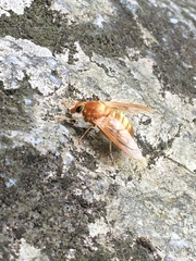 Goniops chrysocoma