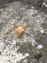 Goniops chrysocoma