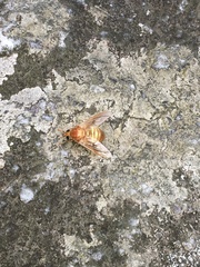 Goniops chrysocoma