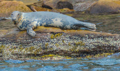 Grey Seal photo 2