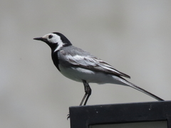Motacilla alba