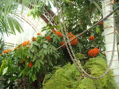 Saraca indica