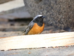 Phoenicurus phoenicurus