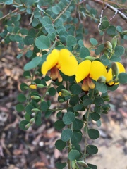 Bossiaea rhombifolia