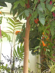 Saraca indica