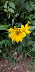 Coreopsis pubescens pubescens