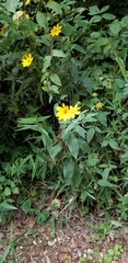 Coreopsis pubescens pubescens