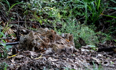 Fungi