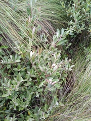 Salix paradoxa