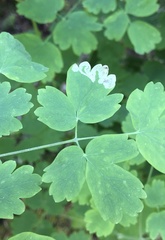 Phytomyza minuscula group