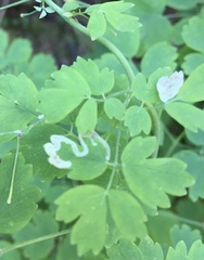 Phytomyza minuscula group