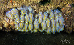 Botrylloides magnicoecus