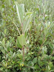 Salix paradoxa