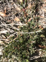 Darwinia leptantha