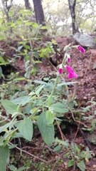 Salvia curviflora