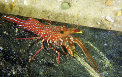 Rhynchocinetes serratus