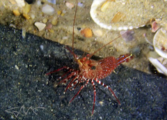 Rhynchocinetes serratus