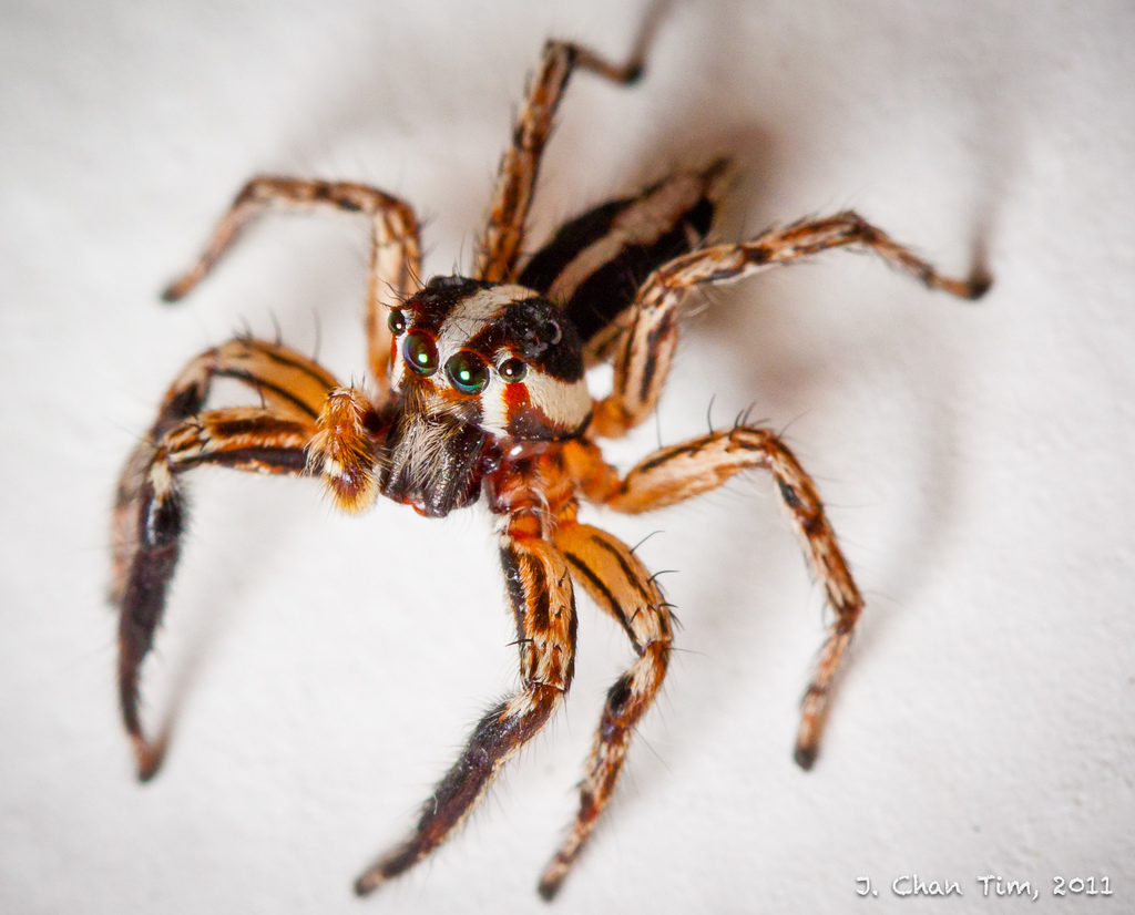 Jumping Spiders - School IPM - USU Extension