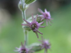 Silene scouleri