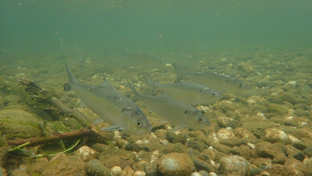American shad (Alosa sapidissima) — Clupeidae