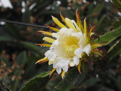 Selenicereus ocamponis