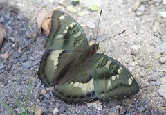 Euthalia khama