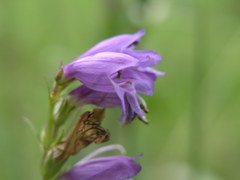 Penstemon deaveri