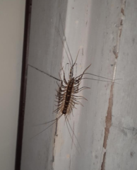 Thereuonema tuberculata