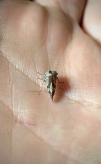 Telamonini