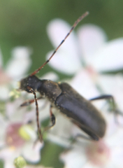 Grammoptera ruficornis