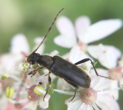 Grammoptera ruficornis
