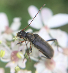 Grammoptera ruficornis