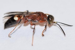 Alysson melleus