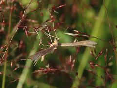 Stenoptilia pterodactyla