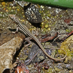 Aspidoscelis sonorae