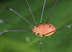 Pseudogagrella splendens
